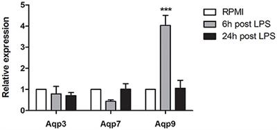 <mark class="highlighted">Aquaporin-9</mark> Contributes to the Maturation Process and Inflammatory Cytokine Secretion of Murine Dendritic Cells